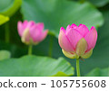 Oga lotus that blooms pretty during the rainy season 105755608