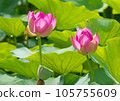 Oga lotus that blooms pretty during the rainy season 105755609