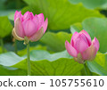 Oga lotus that blooms pretty during the rainy season 105755610