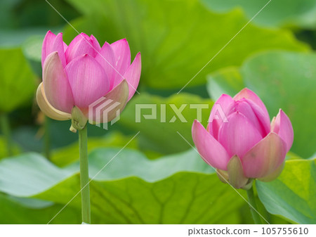 梅雨時盛開的男鹿蓮 105755610