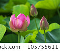 Oga lotus that blooms pretty during the rainy season 105755611
