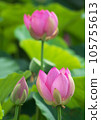 Oga lotus that blooms pretty during the rainy season 105755613
