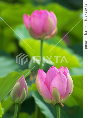 梅雨時盛開的男鹿蓮 105755613