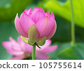 Oga lotus that blooms pretty during the rainy season 105755614