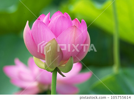Oga lotus that blooms pretty during the rainy season Oga lotus that blooms pretty during the rainy season 105755614