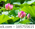 Oga lotus that blooms pretty during the rainy season 105755615