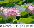 Oga lotus that blooms pretty during the rainy season 105755616