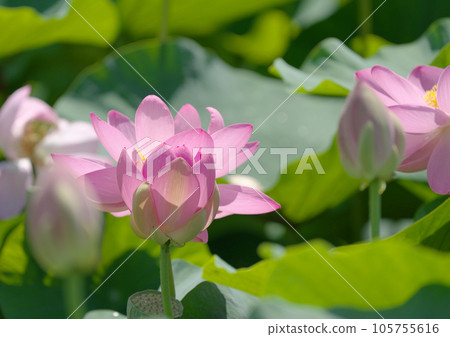 梅雨時盛開的男鹿蓮 105755616