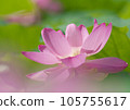 Oga lotus that blooms pretty during the rainy season 105755617