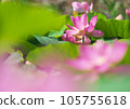 Oga lotus that blooms pretty during the rainy season 105755618