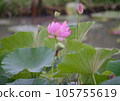 Oga lotus that blooms pretty during the rainy season 105755619