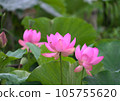 Oga lotus that blooms pretty during the rainy season 105755620