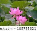 Oga lotus that blooms pretty during the rainy season 105755621