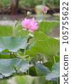 Oga lotus that blooms pretty during the rainy season 105755622