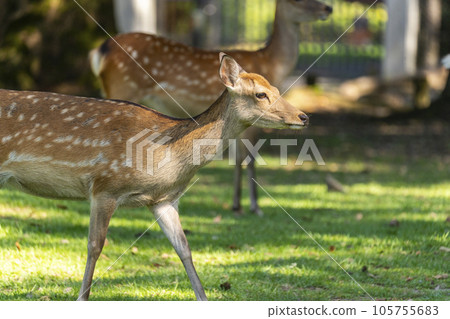 Nara Park Tobihino Deer moving in a herd 105755683