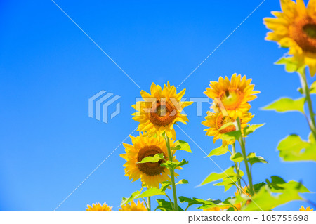 Sunflowers blooming in the clear sky Sunflowers blooming in the clear sky 105755698