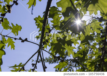 oak with green foliage in summer, beautiful oak 105756436