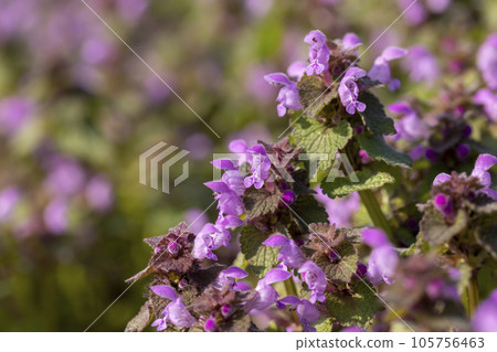 small pink and purple flowers in the field, wild spring flowers 105756463
