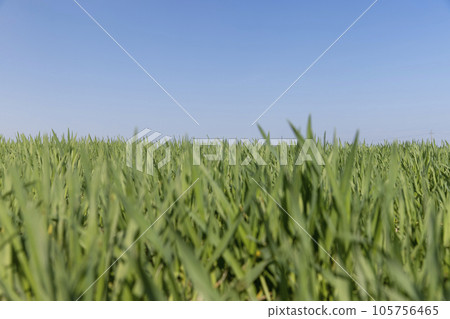 a new wheat crop in the spring season, new sprouts 105756465