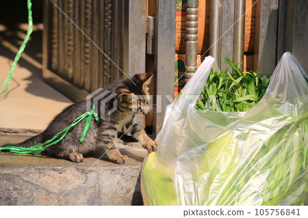 tabby small cat watching the vegetable tabby small cat watching the vegetable 105756841