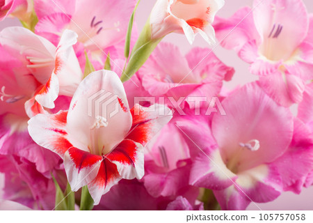 Red and white gladiolus flowers on a pink background 105757058