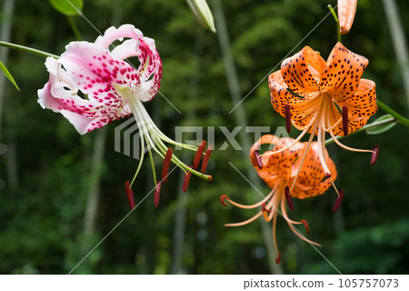 Kanoko lily and tiger lily flower Kanoko lily and tiger lily flower 105757073