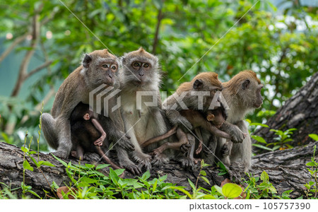 A family of cynomolgus monkeys living in a national park in Singapore 105757390