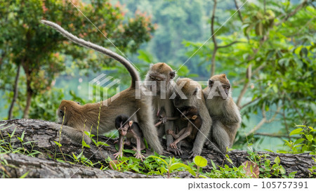 生活在新加坡國家公園的食蟹猴一家 生活在新加坡國家公園的食蟹猴一家 105757391