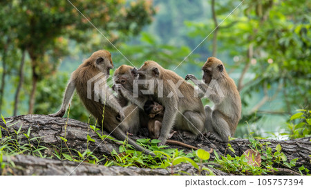 A family of cynomolgus monkeys living in a national park in Singapore 105757394