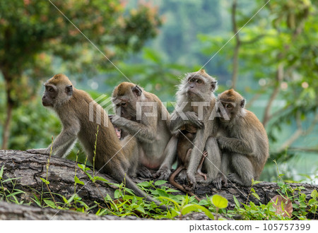 A family of cynomolgus monkeys living in a national park in Singapore 105757399