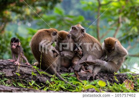A family of cynomolgus monkeys living in a national park in Singapore 105757402