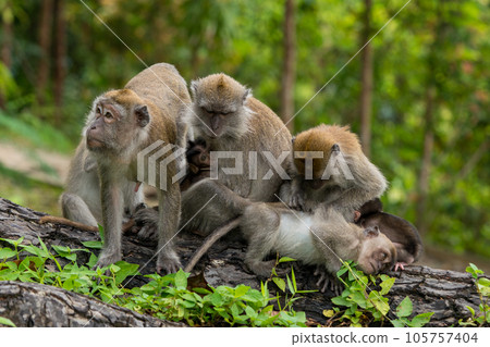 A family of cynomolgus monkeys living in a national park in Singapore 105757404
