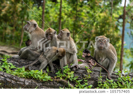 A family of cynomolgus monkeys living in a national park in Singapore 105757405