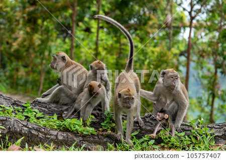 A family of cynomolgus monkeys living in a national park in Singapore A family of cynomolgus monkeys living in a national park in Singapore 105757407