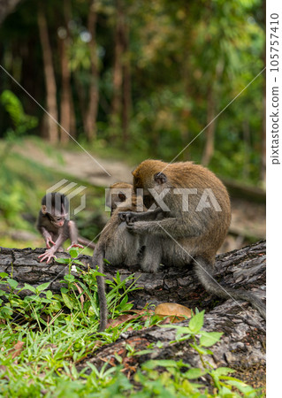 A family of cynomolgus monkeys living in a national park in Singapore 105757410