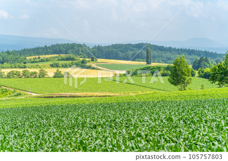 Furano rural scenery hills 105757803