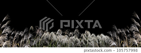 Pampas grass on a black background. An image of an autumn evening. 105757998