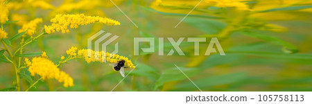 Allergy to pollen and plants. Detail of a honey bee pollinating yellow Ambrosia flowers with warm sunlight on a sumer day. Insects are working on ragweed flowers. 105758113