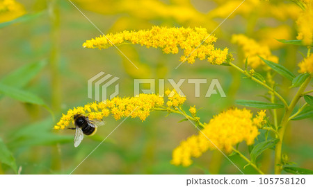 Allergy to pollen and plants. Detail of a honey bee pollinating yellow Ambrosia flowers with warm sunlight on a sumer day. Insects are working on ragweed flowers. Allergy to pollen and plants. Detail of a honey bee pollinating yellow Ambrosia flowers with warm sunlight on a sumer day. Insects are working on ragweed flowers. 105758120