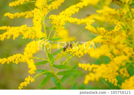 Allergy to pollen and plants. Detail of a honey bee pollinating yellow Ambrosia flowers with warm sunlight on a sumer day. Insects are working on ragweed flowers. 105758121