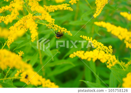 Allergy to pollen and plants. Detail of a honey bee pollinating yellow Ambrosia flowers with warm sunlight on a sumer day. Insects are working on ragweed flowers. Allergy to pollen and plants. Detail of a honey bee pollinating yellow Ambrosia flowers with warm sunlight on a sumer day. Insects are working on ragweed flowers. 105758126