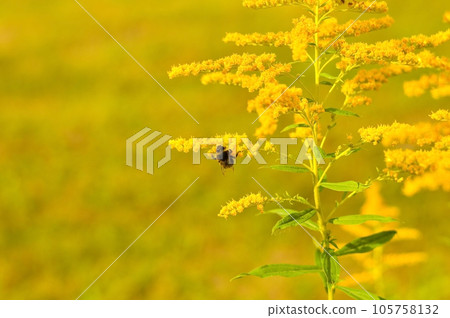 Allergy to pollen and plants. Detail of a honey bee pollinating yellow Ambrosia flowers with warm sunlight on a sumer day. Insects are working on ragweed flowers. Allergy to pollen and plants. Detail of a honey bee pollinating yellow Ambrosia flowers with warm sunlight on a sumer day. Insects are working on ragweed flowers. 105758132