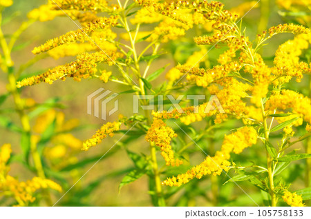 Allergy to pollen and plants. yellow Ambrosia flowers with warm sunlight on a sumer day. Insects are working on ragweed flowers. Allergy to pollen and plants. yellow Ambrosia flowers with warm sunlight on a sumer day. Insects are working on ragweed flowers. 105758133