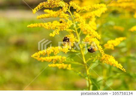 Allergy to pollen and plants. Detail of a honey bee pollinating yellow Ambrosia flowers with warm sunlight on a sumer day. Insects are working on ragweed flowers. Allergy to pollen and plants. Detail of a honey bee pollinating yellow Ambrosia flowers with warm sunlight on a sumer day. Insects are working on ragweed flowers. 105758134