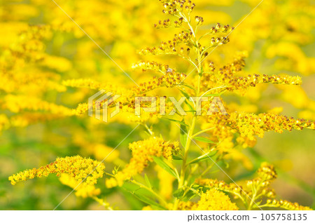 Allergy to pollen and plants. yellow Ambrosia flowers with warm sunlight on a sumer day. Insects are working on ragweed flowers. Allergy to pollen and plants. yellow Ambrosia flowers with warm sunlight on a sumer day. Insects are working on ragweed flowers. 105758135