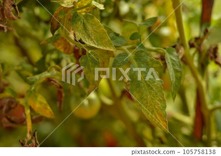 Tomato plant Effected by Leafs rolling disease due Magnesium deficiency. Tomato plant Effected by Leafs rolling disease due Magnesium deficiency. 105758138