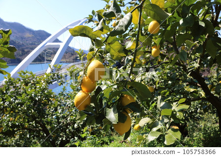 Setonai lemon Setonai lemon 105758366