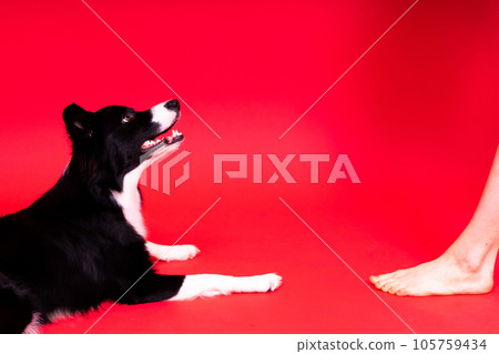 Puppy learning to obey. Dog training, owner giving prize to dog. Isolated background, border collie Puppy learning to obey. Dog training, owner giving prize to dog. Isolated background, border collie 105759434