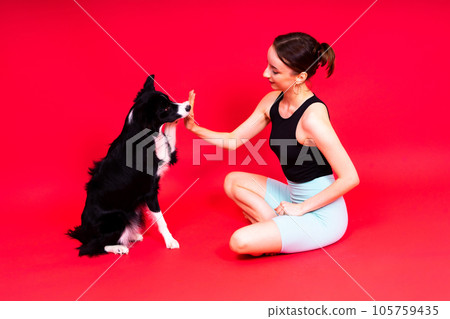 Puppy learning to obey. Dog training, owner giving prize to dog. Isolated background, border collie Puppy learning to obey. Dog training, owner giving prize to dog. Isolated background, border collie 105759435