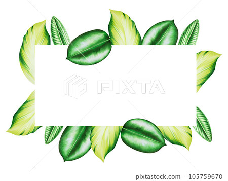 Watercolor frame with realistic tropical leafs. Illustration of monstera, caladium, alocasia and ficus leafs isolated on white background. Beautiful botanical hand painted floral elements. For Watercolor frame with realistic tropical leafs. Illustration of monstera, caladium, alocasia and ficus leafs isolated on white background. Beautiful botanical hand painted floral elements. For 105759670